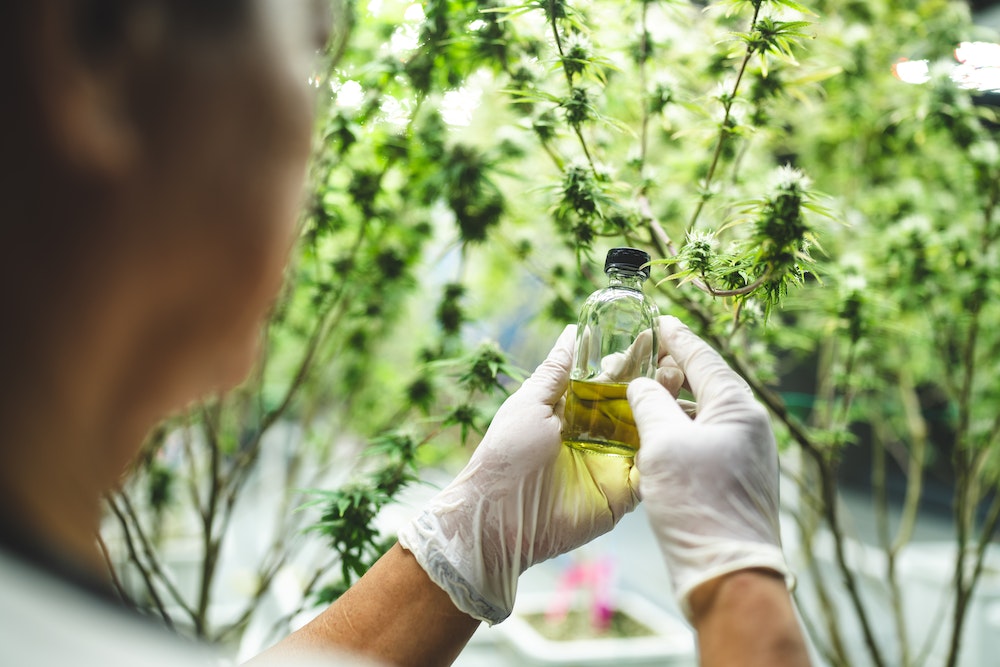 Les tendances technologiques dans l'industrie du CBD